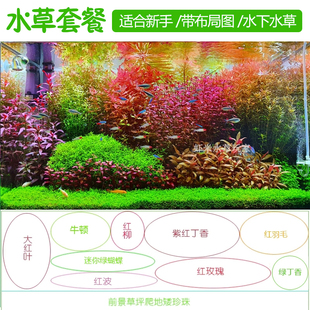 水草套餐荷兰景新手好养水下叶草缸鱼缸懒人阴性宫廷前景入门水草