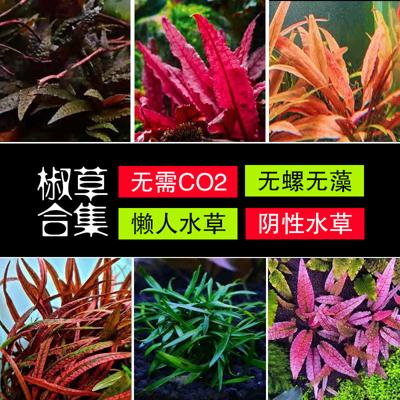 迷你椒鱼缸草缸溪流缸造景水草植物前中景阴性虎纹带根无碳极乐鸟