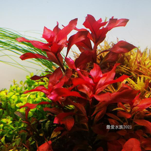 火焰丁香新叶底红丁香水草荷兰景淡水鱼缸草缸造景水中中后景ADA