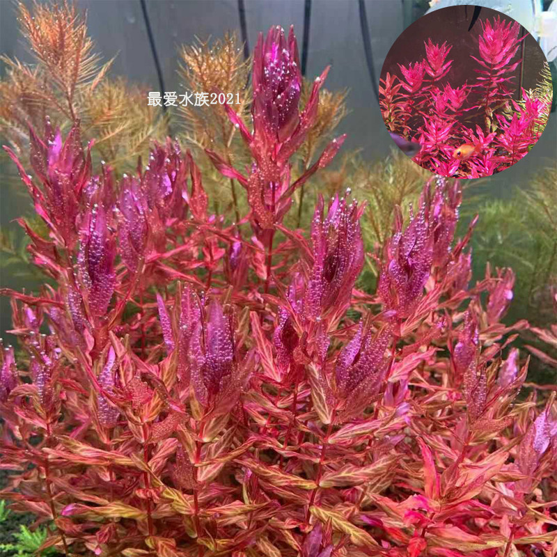 豹纹红蝴蝶鱼缸活体装饰造景后景水草水下叶红色水草荷兰景