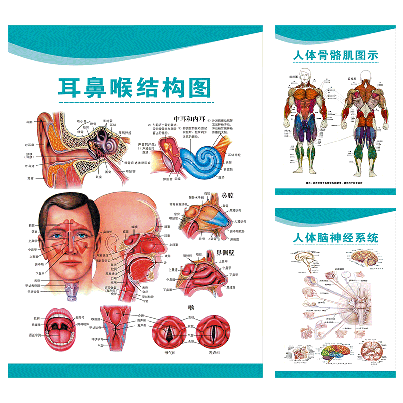 人体医学解剖图闽献海报贴纸
