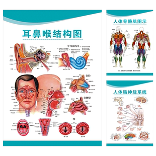 人体医学解剖图医用挂图心脏肝胆消化系统示意图五脏六腑器官结构图墙贴疫情防控提示牌防疫标识贴纸