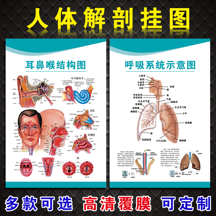 人体医学解剖图闽献海报贴纸