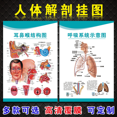 人体医学解剖图闽献海报贴纸