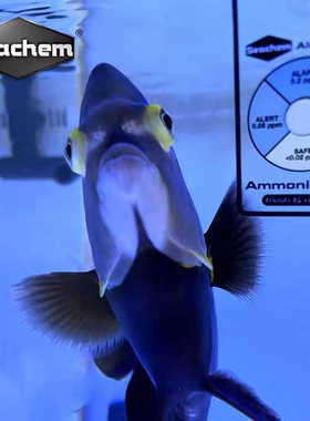 美国Seachem海化淡海水鱼缸水质监测卡氨NH3含量警报卡阿摩尼亚卡