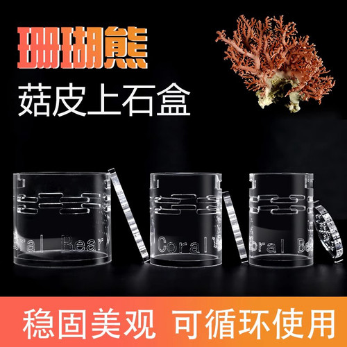 珊瑚熊上石盒软体繁殖珊瑚基座