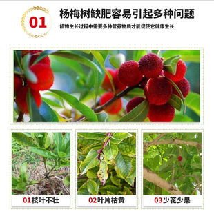杨梅树专用肥料有机复合肥果树通用肥料坐果膨大增甜保果颗粒肥L3