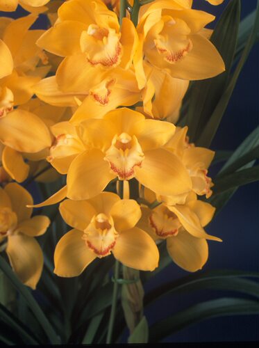 兰花盆栽含盆价格 兰花盆栽含盆图片 星期三