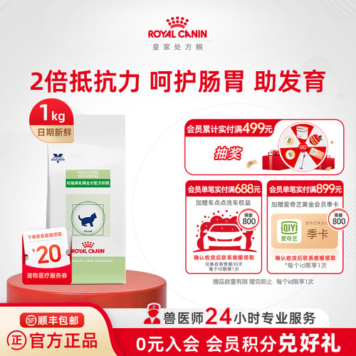 皇家离乳期奶糕猫猫繁育