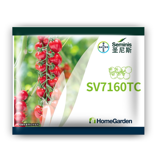 无线生长红色樱桃番茄sv7160tc