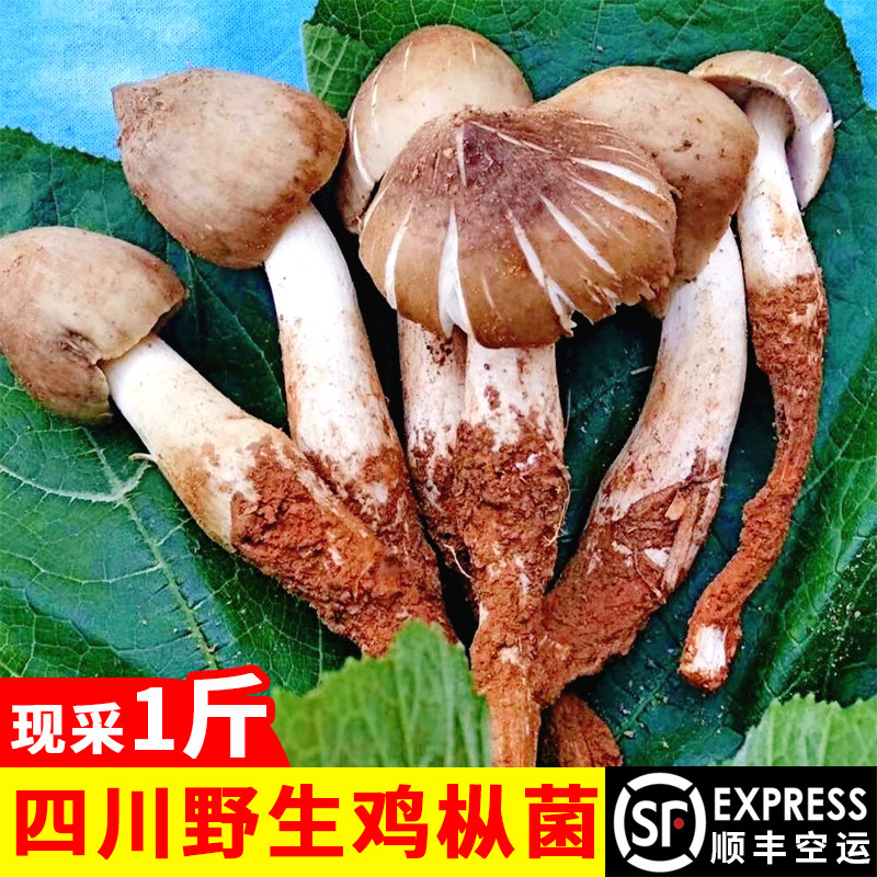 wild Cockfir fungus fresh Cockfir fungus Sichuan Province Cockfir fungus Striga Chicken mushroom Umbrella Shunfeng Air Transport 1in the Aquatic meat/Fresh fruits and vegetables/Cooked , Fresh vegetables/Vegetable products , Fresh Mushroom  category - from Buy2taobao.com to provide professional Taobao agent buy service
