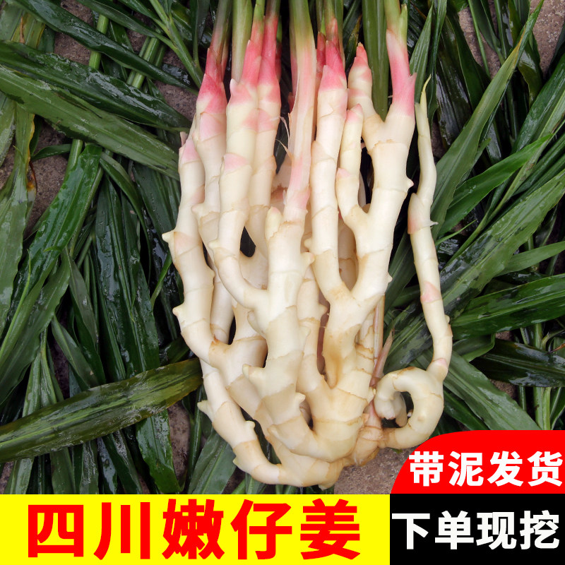 嫩姜新鲜仔姜芽四川乐山嫩子姜仔姜鲜姜竹根姜腌制做泡菜醋泡生姜