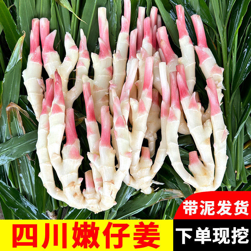 四川嫩仔姜新鲜四川现挖嫩仔姜正宗嫩姜鲜嫩子姜芽鲜姜泡菜醋姜