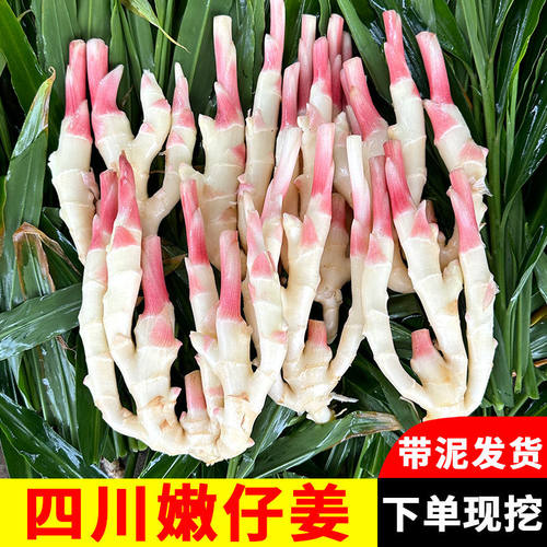 现挖发货新鲜四川嫩子姜