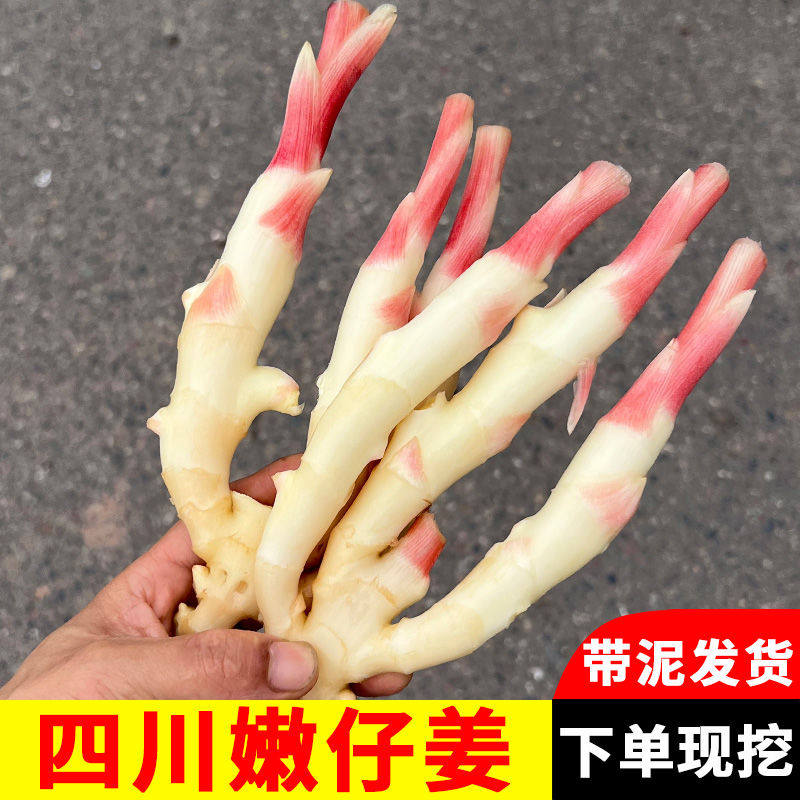 正宗四川新鲜红芽嫩姜嫩仔姜生姜泡菜姜鲜姜乐山竹根姜生姜鲜子姜