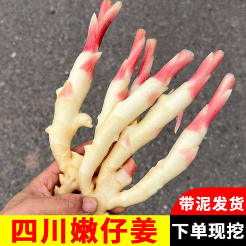 正宗四川嫩仔姜现挖发货