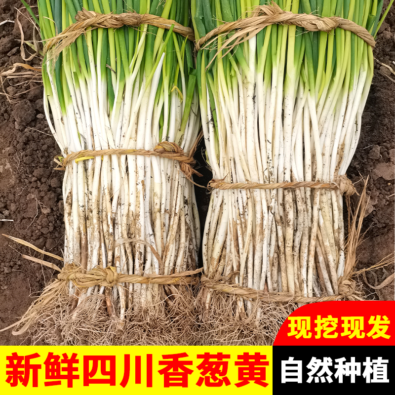 四川香葱黄新鲜现挖发货