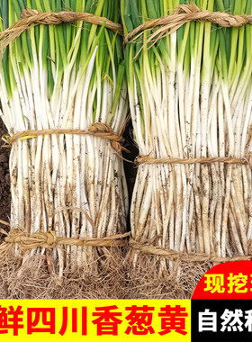四川香葱黄新鲜现挖发货
