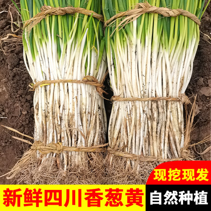 大葱新鲜四川大葱小葱香葱黄新鲜大葱5斤应季时令蔬菜自贡香葱黄