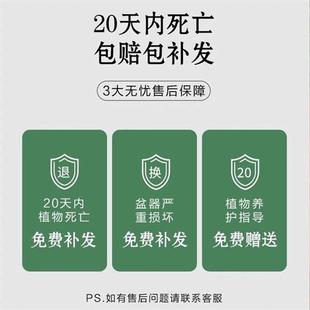 金丝楠木小叶赤楠盆栽室内老桩盆景办公室桌面客厅绿植好养四季