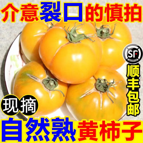 内蒙古五原黄柿子自然熟