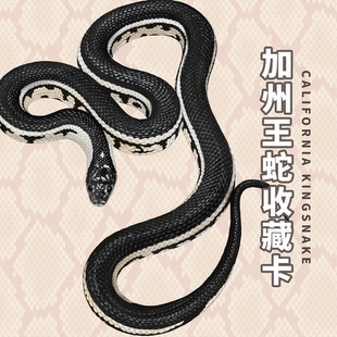 萌卡族[加州王蛇收藏卡牌][新人必推款]游蛇圈宠黑白环纹周边卡片