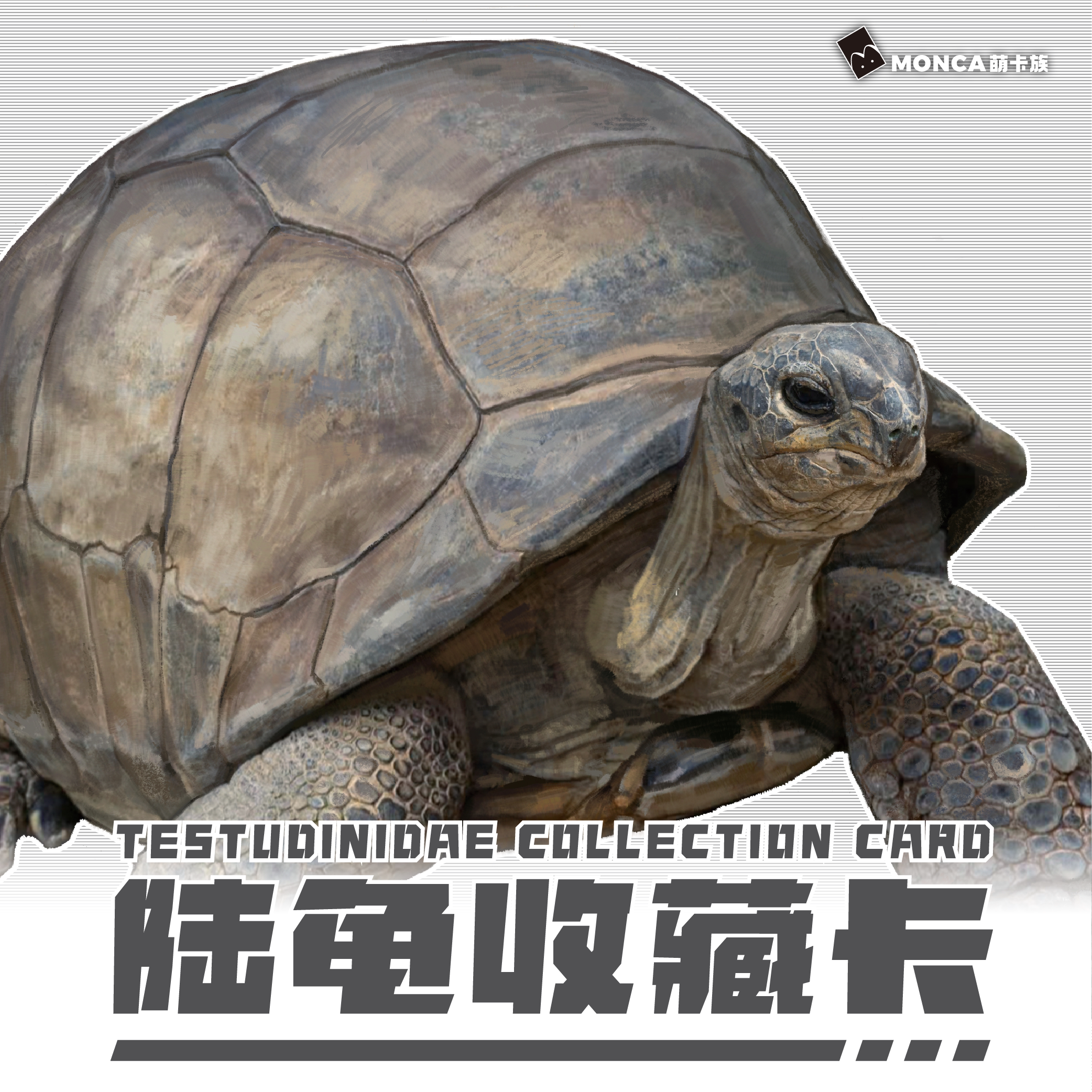 【萌卡族】【陆龟限量收藏卡】百科卡牌宠物乌龟陆地异宠展会卡片