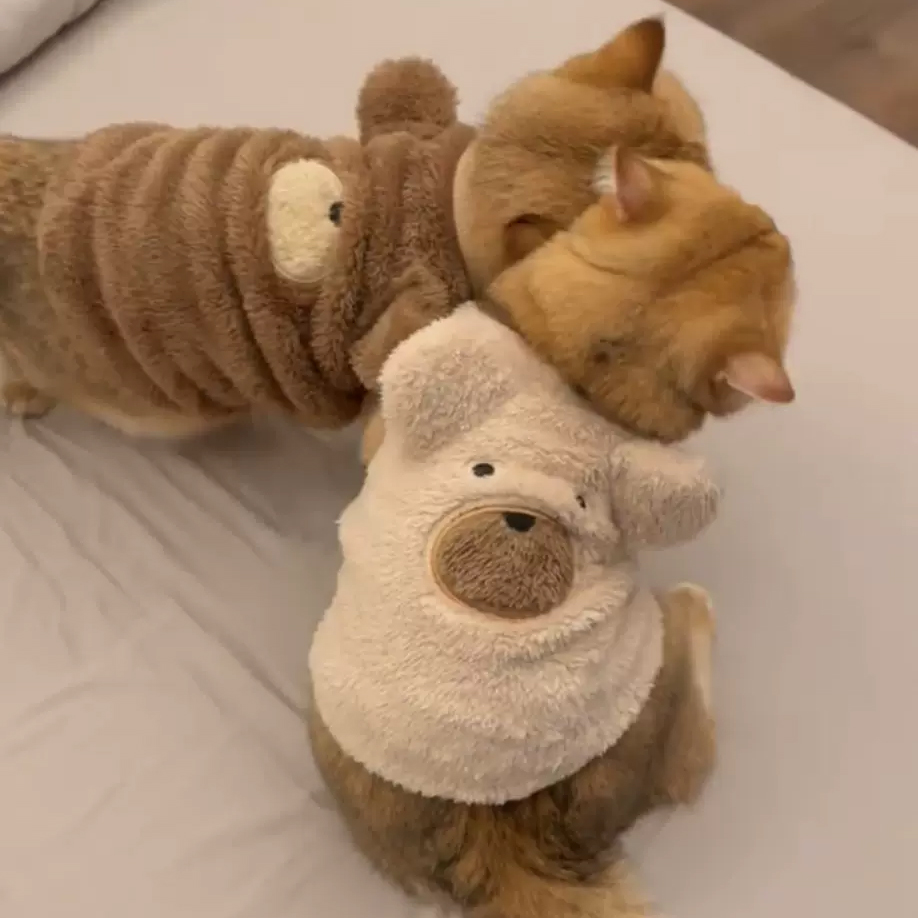 金三柜同款猫咪金渐层秋冬衣服套头保暖宠物服装狗狗背心可爱拍照