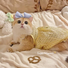 猫咪衣服小猫裙子春夏防掉毛宠物连衣裙金渐层德文布偶薄款可爱狗