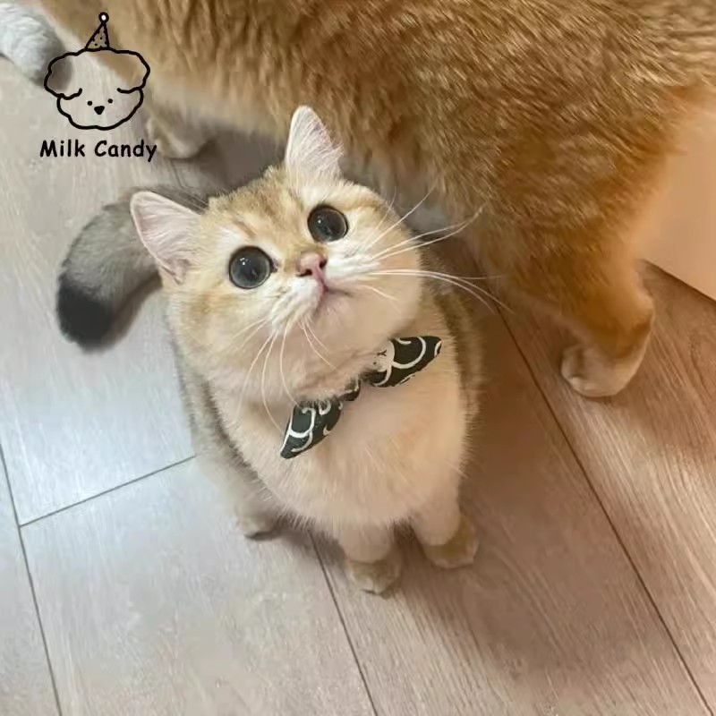 狗狗猫咪项圈围脖小型犬围兜