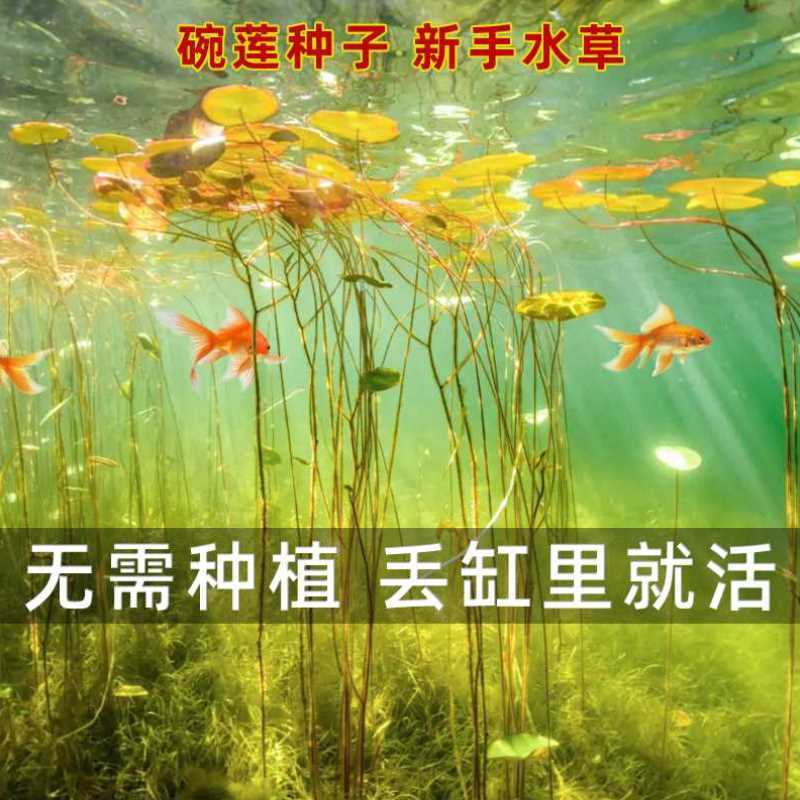 鱼缸装饰水草种子造景活体草缸浮萍植物懒人睡莲水草种籽碗莲种孑