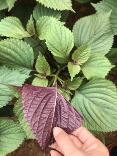 籽种蔬菜孑苏子叶 紫苏子紫苏种子紫苏叶种籽盆栽可食用种植苗四季