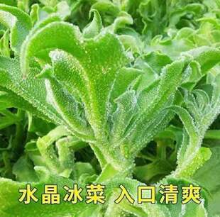 播种冰草农家蔬菜水晶菜新鲜盆栽菜种子耐寒耐旱高产 冰菜种子四季