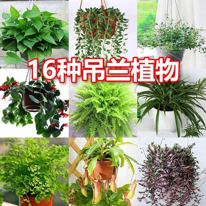吊兰植物盆栽室内金边吊兰绿萝垂吊绿植四季常青
