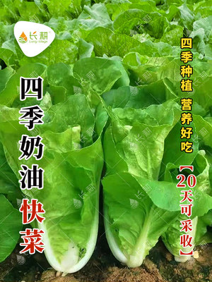 四季奶油快菜速生58快菜