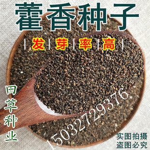 藿香种子药材种子新产藿香种籽可食用解暑霍香正气香草种子多年生