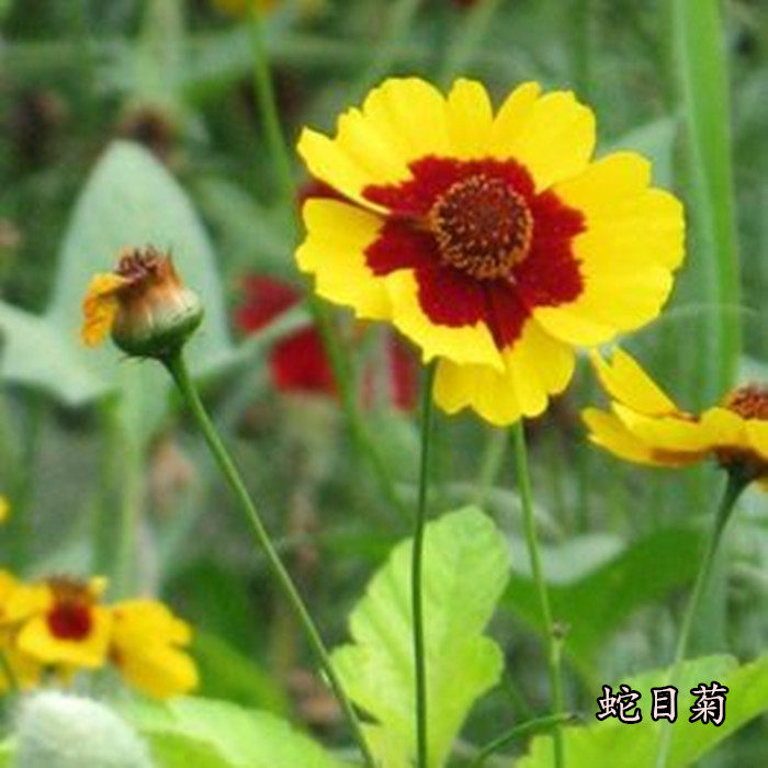 GC24蛇目菊双色金鸡菊花种子 宁夏小蚂蚁盆栽景观四季播种500粒