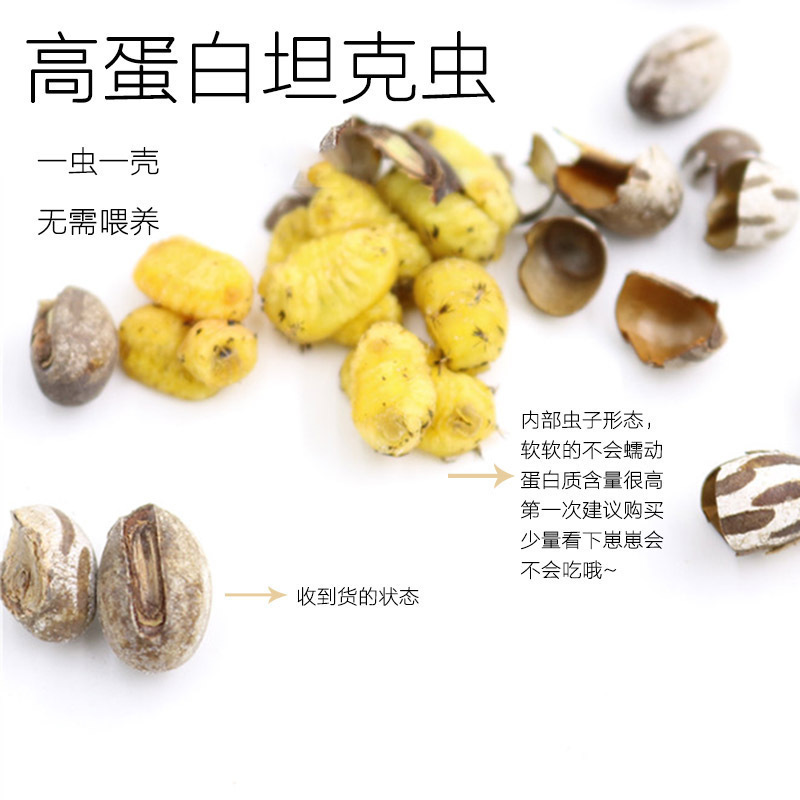 仓鼠金丝熊蜜袋鼯零食高蛋白坦克虫活体活虫飞鼠沙鼠增肥零食用品