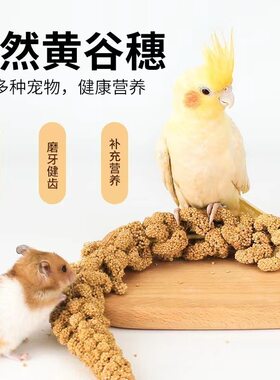 金丝熊仓鼠主粮零食造景黄谷穗