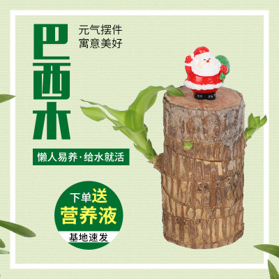 巴西木水养幸运木开花绿植室内盆栽水培植物四季好养巴西木