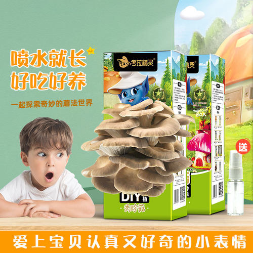 小学生幼儿园蘑菇种植DIY蘑菇盒子可秀珍菇蘑菇种植包儿童2盒装