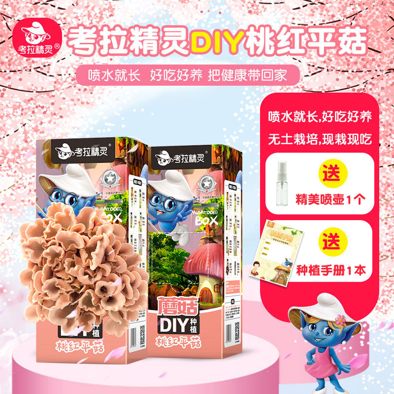 考拉精灵亲子diy蘑菇盒桃红平菇小朋友的蘑法世界家庭盆栽2盒装