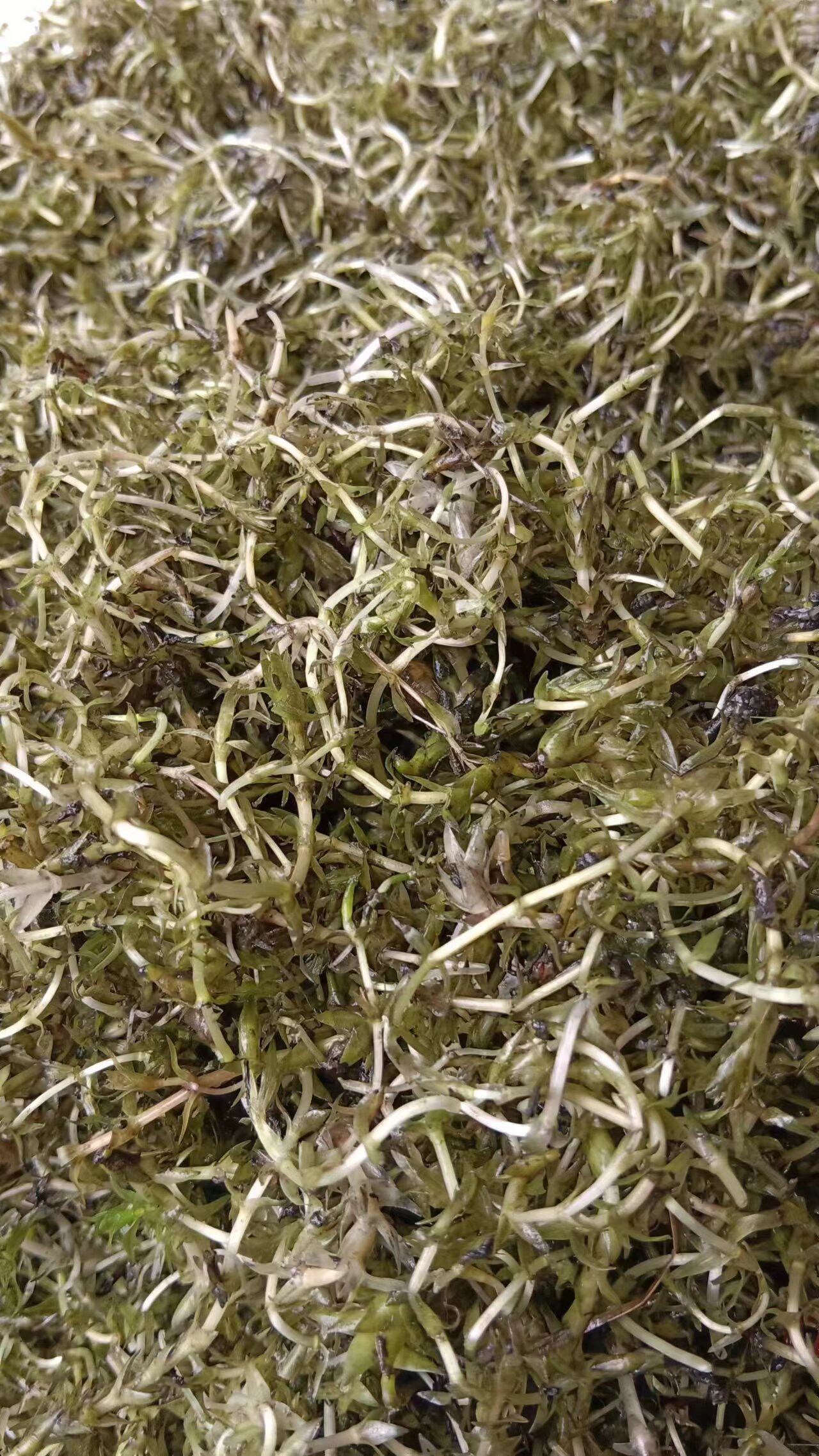 轮叶黑藻芽孢水草龙虾螃蟹养殖专用增氧净化水质节节草灯笼泡包邮