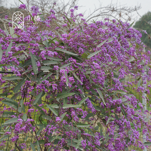 小椿日和 哈登柏豆 Hardenbergia 澳洲紫藤 四季常绿爬藤花卉绿植