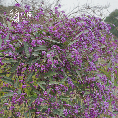 小椿园艺 哈登柏豆澳洲小紫藤 常绿仙气冬花爬藤花墙绿篱花卉绿植