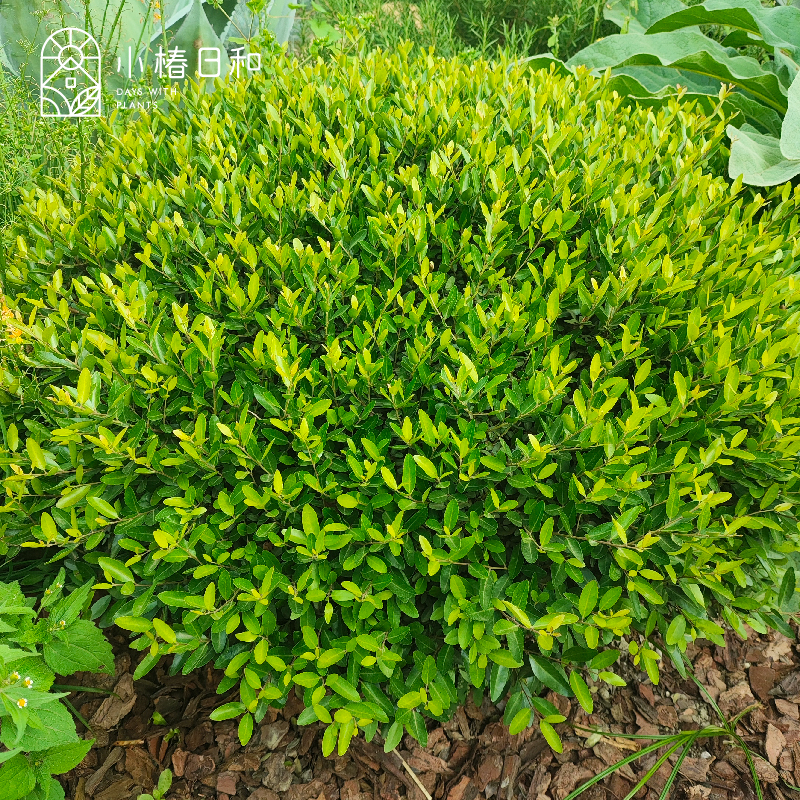 小椿日和先令冬青耐寒耐热常绿