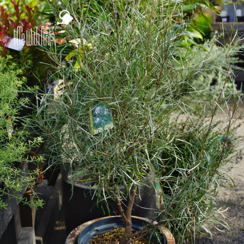 小椿日和 细叶银桦新品灌木常绿观花观叶耐寒盆栽庭院