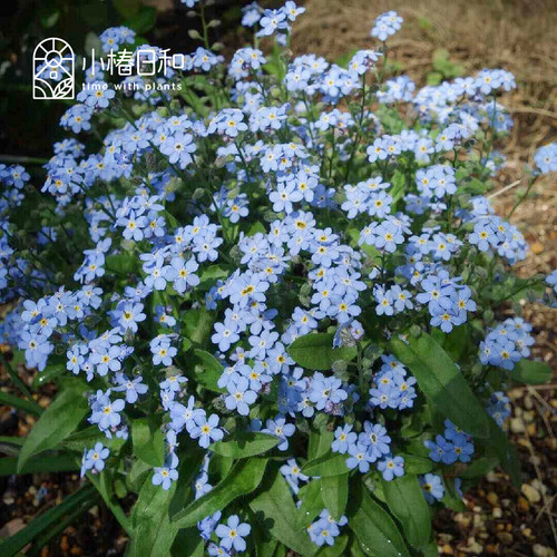 小椿日和 矮生勿忘我‘维多利亚蓝’野趣盆栽组盆耐寒花境植物