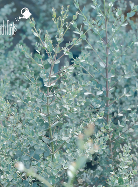 小椿园艺 尤加利‘银水滴’Eucalyptus Silver drop 银叶常绿庭院