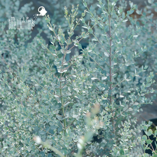 小椿园艺 尤加利‘银水滴’Eucalyptus Silver drop 银叶常绿庭院